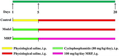 Effects of low molecular weight peptides from monkfish (Lophius litulon) roe on immune response in immunosuppressed mice